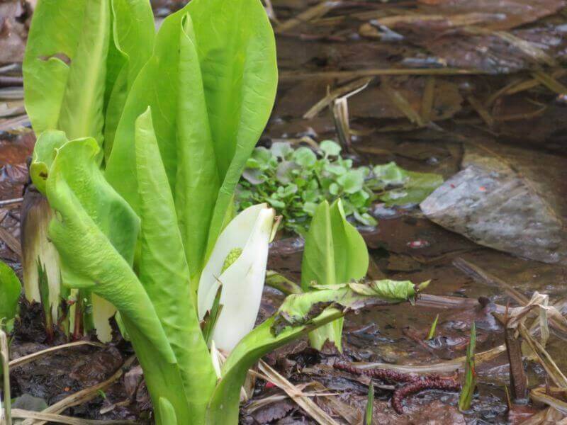 野幌森林公園で見られる水芭蕉の写真