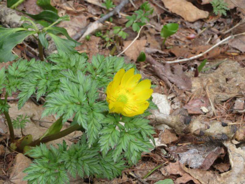 野幌森林公園で見られる、フクジュソウの写真