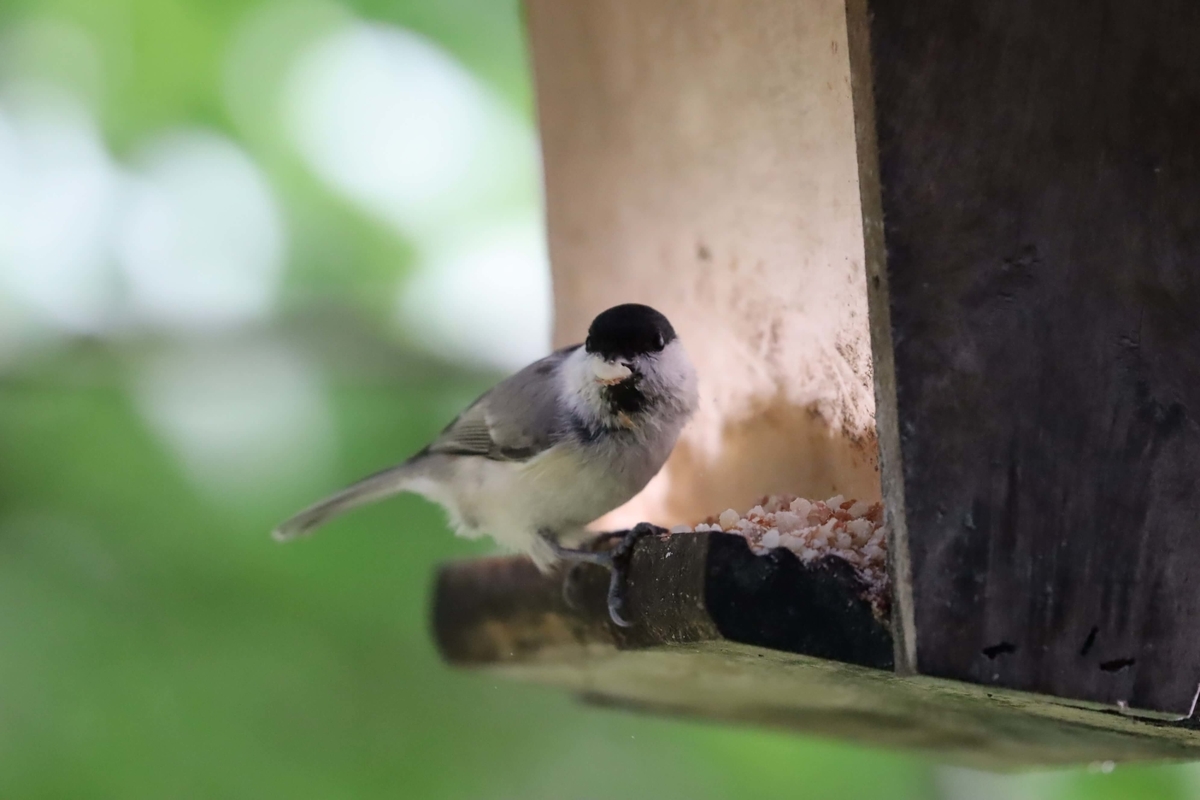 千歳の「ザ・バードウォッチングカフェ」にて撮影したハシブトガラの写真