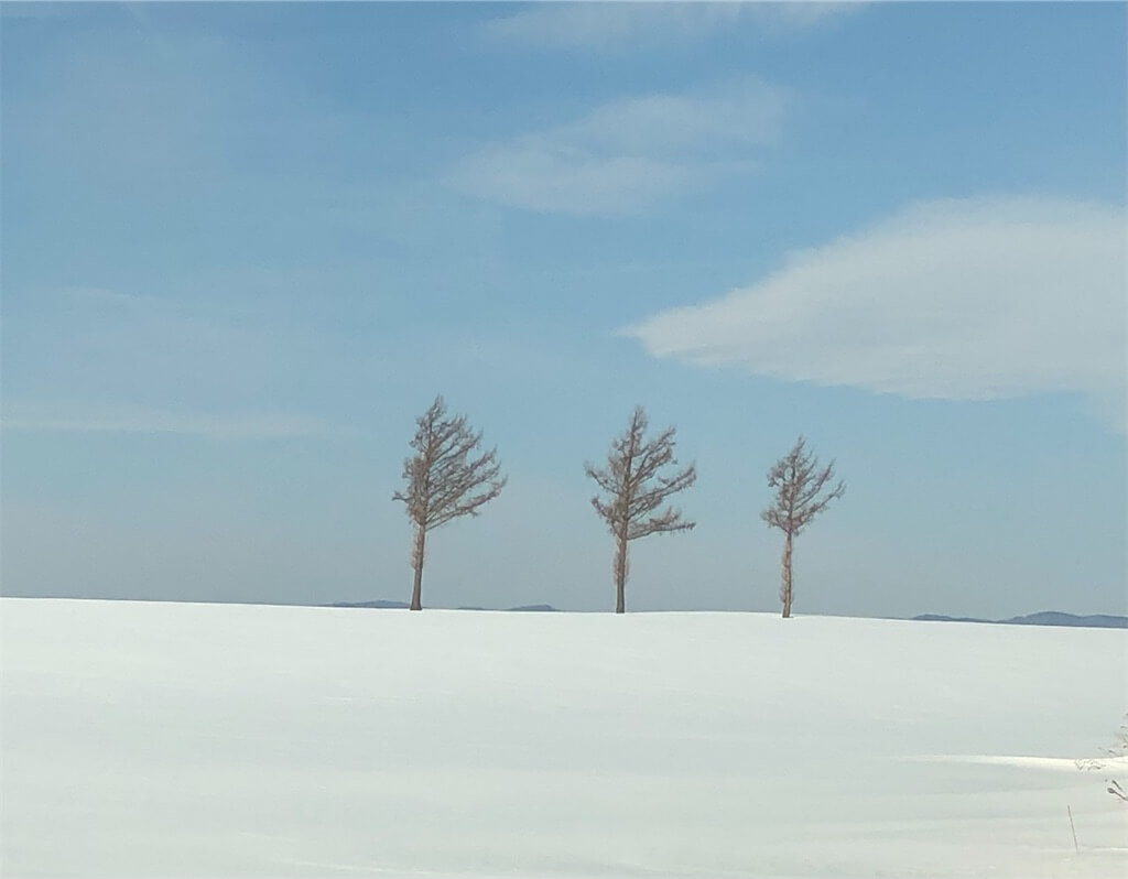 「メルヘンの丘」の木の写真