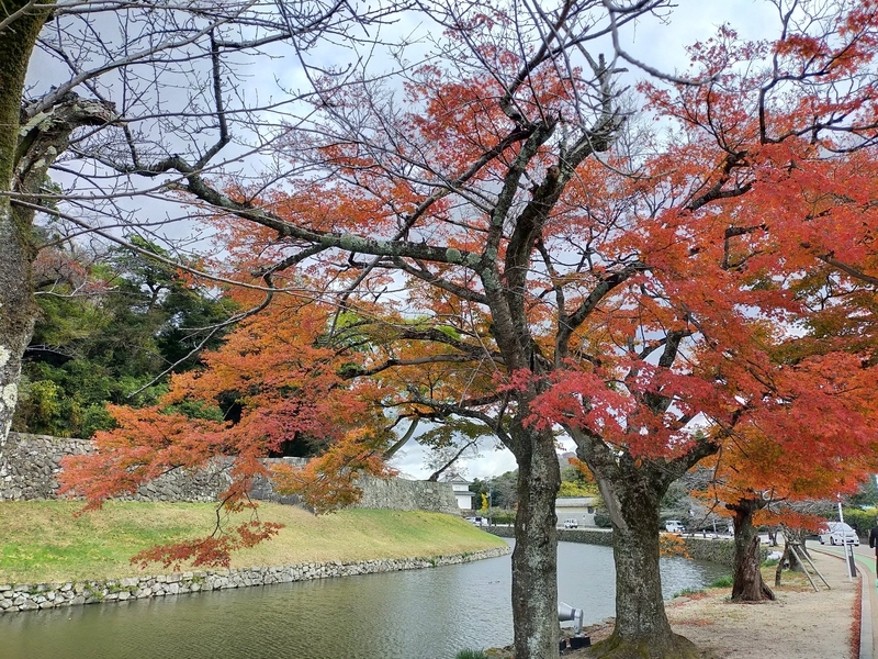 f:id:katatumuko:20211201164100j:plain
