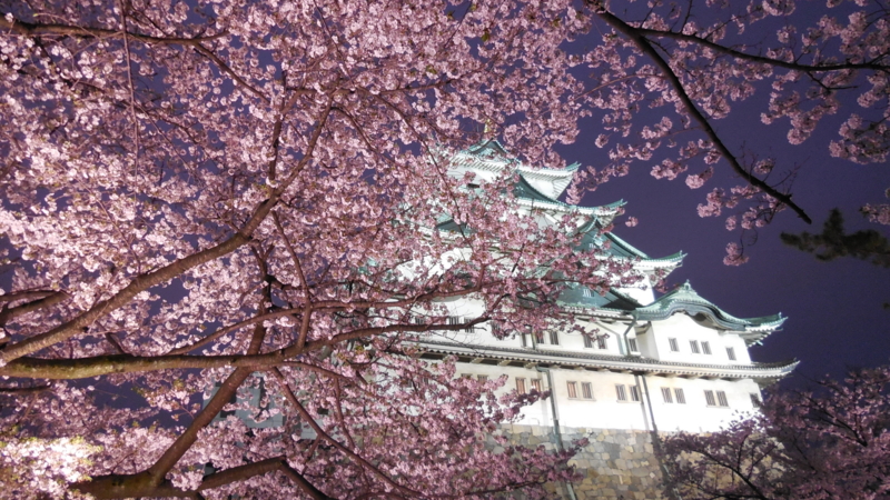 名古屋城の桜