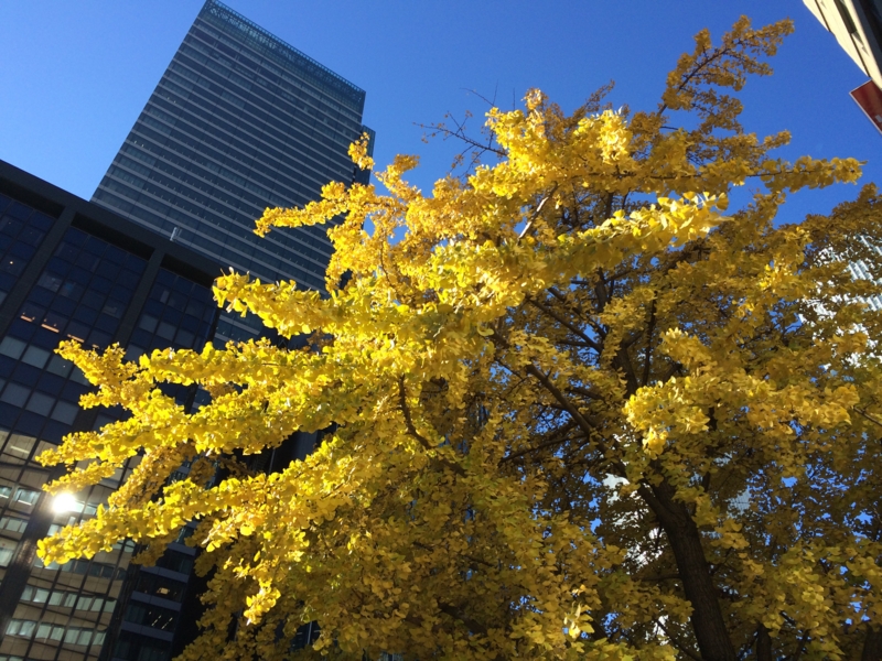 名古屋駅前のイチョウ