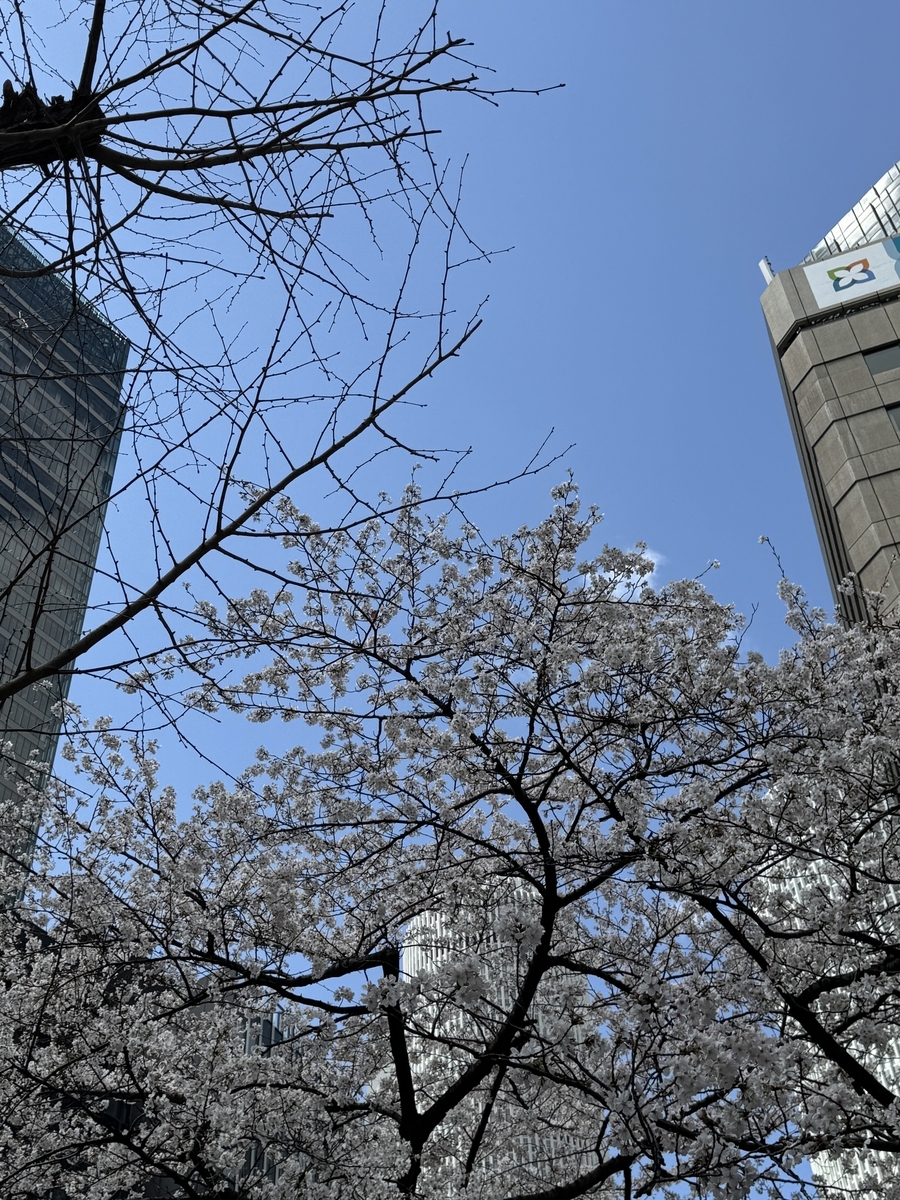 片山総合法律事務所前の桜と青空