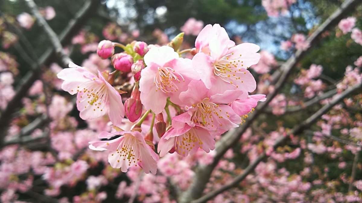 f:id:katayoku_no_hito:20190212115044j:plain f:id:katayoku_no_hito:20190212115044j:plain