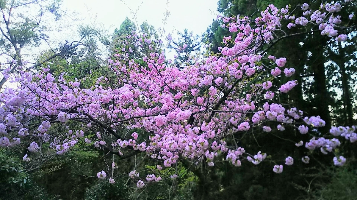 f:id:katayoku_no_hito:20190502181605j:plain