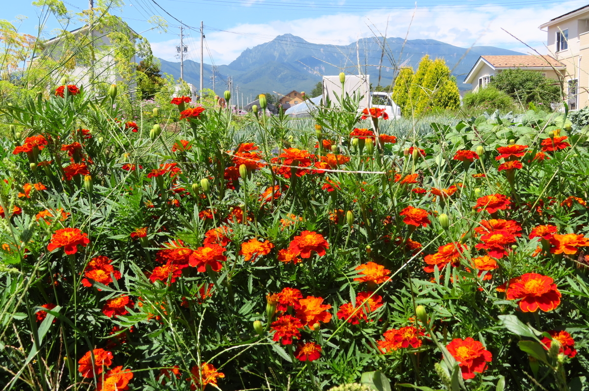 f:id:katayoku_no_hito:20190824105453j:plain