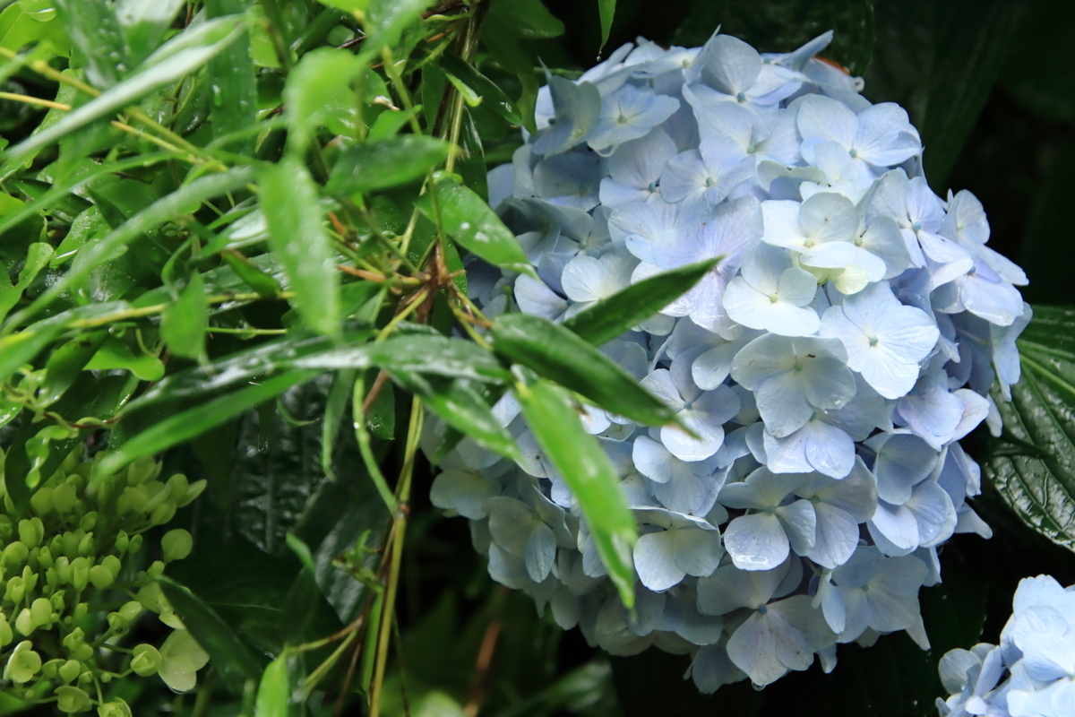 f:id:katayoku_no_hito:20200614085006j:plain
