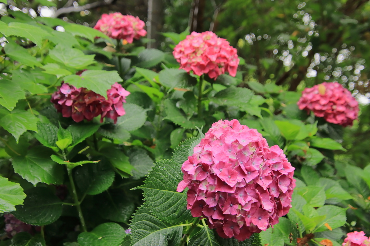 f:id:katayoku_no_hito:20200614092008j:plain