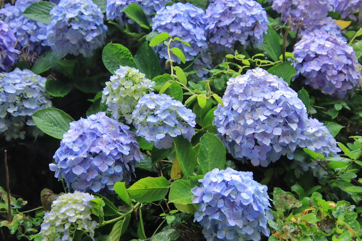 f:id:katayoku_no_hito:20200614095736j:plain