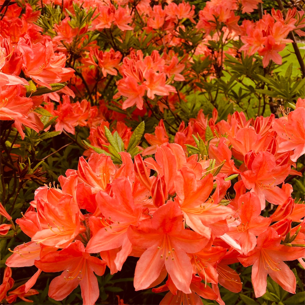 f:id:katchamans:20180521064212j:image