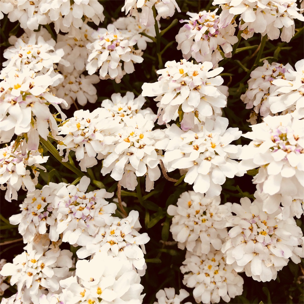 f:id:katchamans:20180521064241j:image