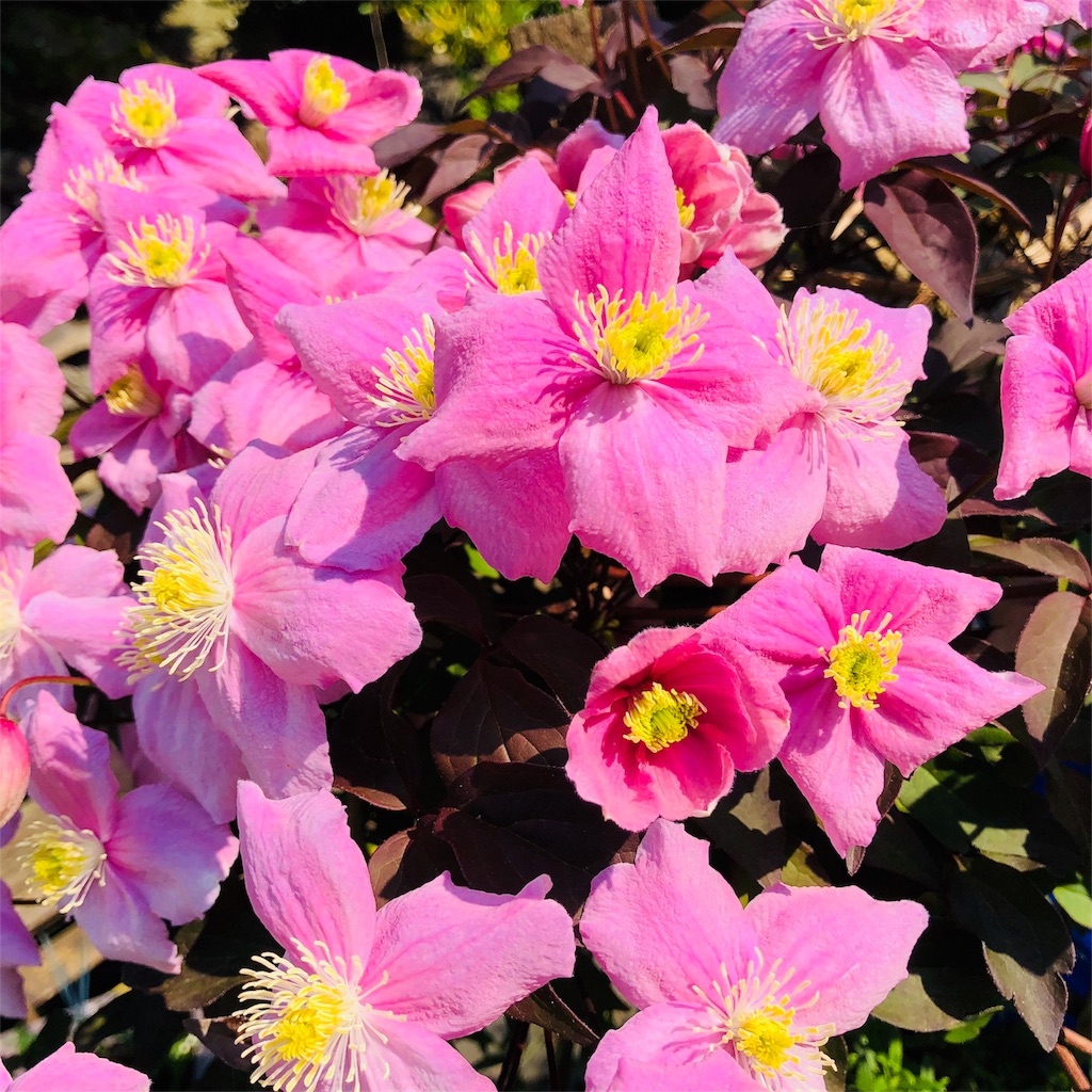 f:id:katchamans:20180522062627j:image