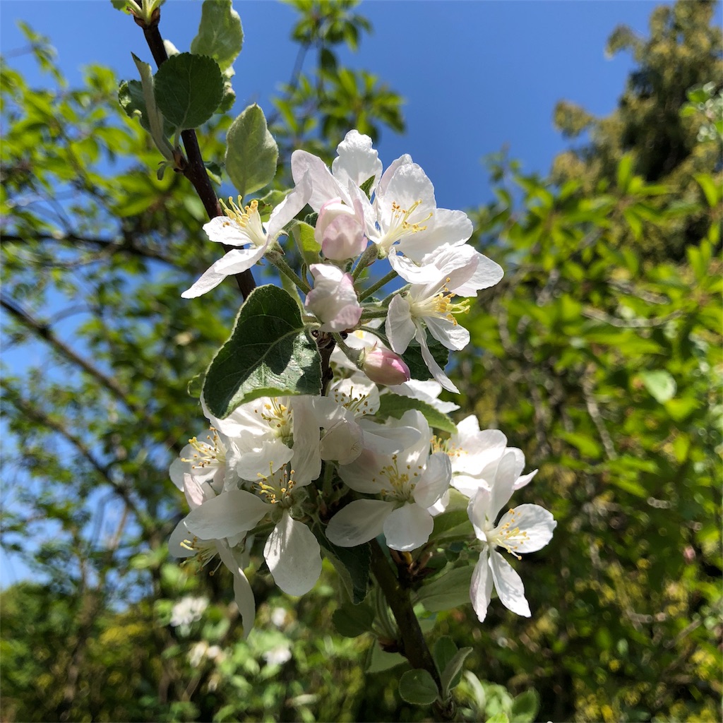 f:id:katchamans:20180524072640j:image