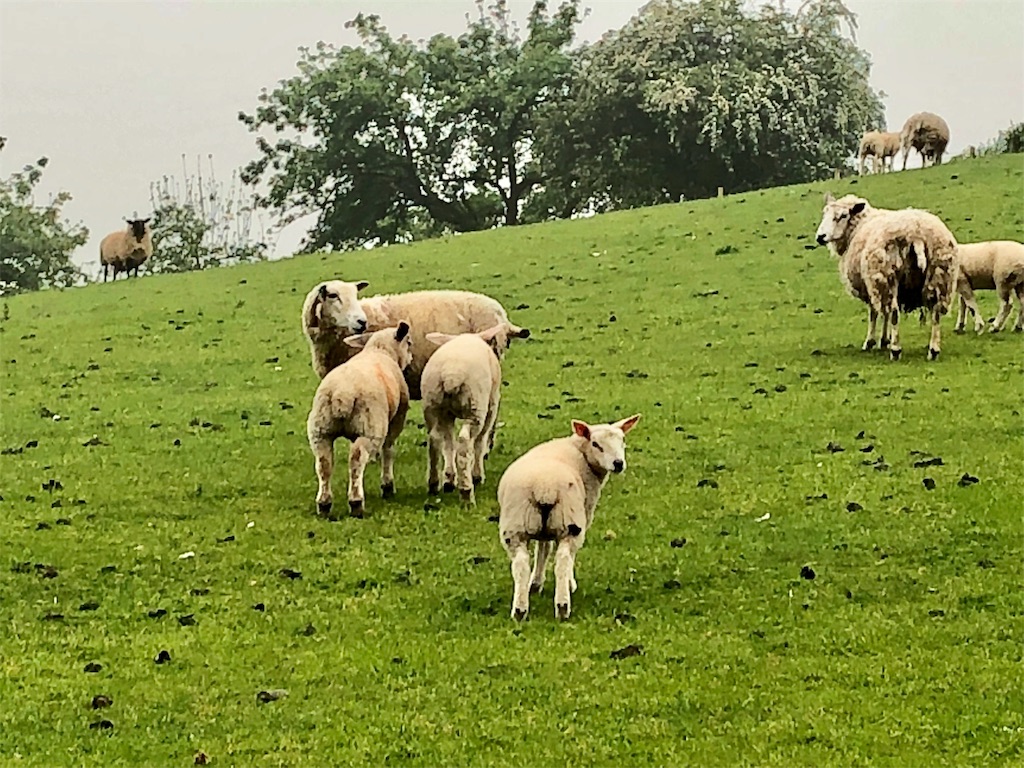 f:id:katchamans:20180529212134j:image