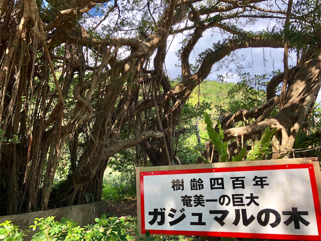奄美一巨大ガジュマルの木（鹿児島県奄美市笠利町）〜 この地！MyLOVE
