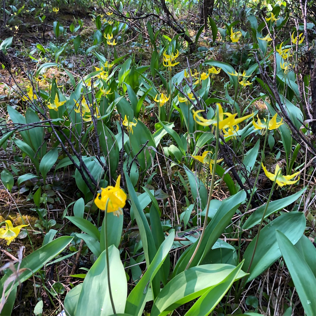 f:id:katchamans:20190602124411j:image f:id:katchamans:20190602124411j:image