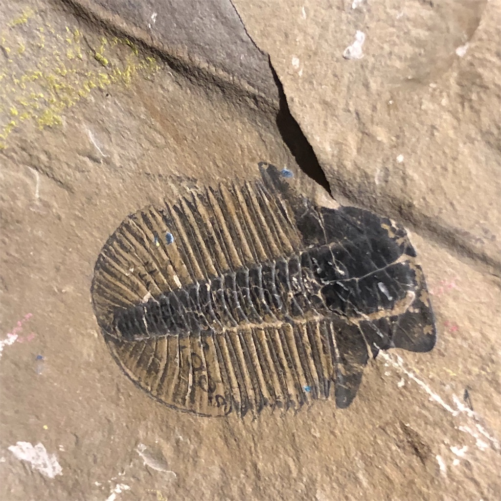 f:id:katchamans:20190602125954j:image f:id:katchamans:20190602125954j:image