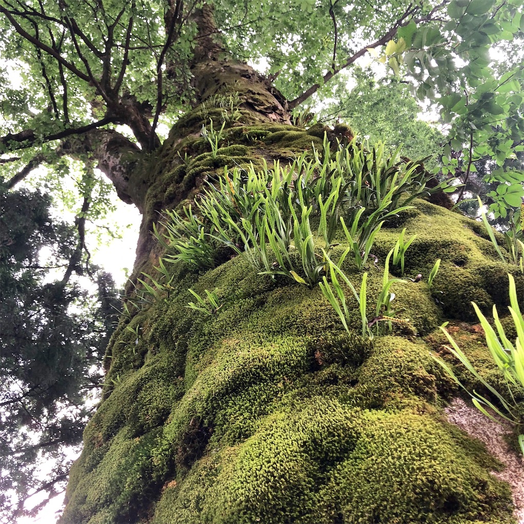 f:id:katchamans:20190703014850j:image
