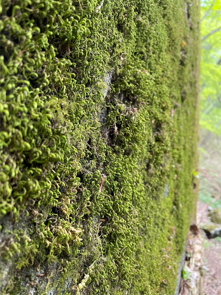 f:id:katchamans:20210514213724j:image