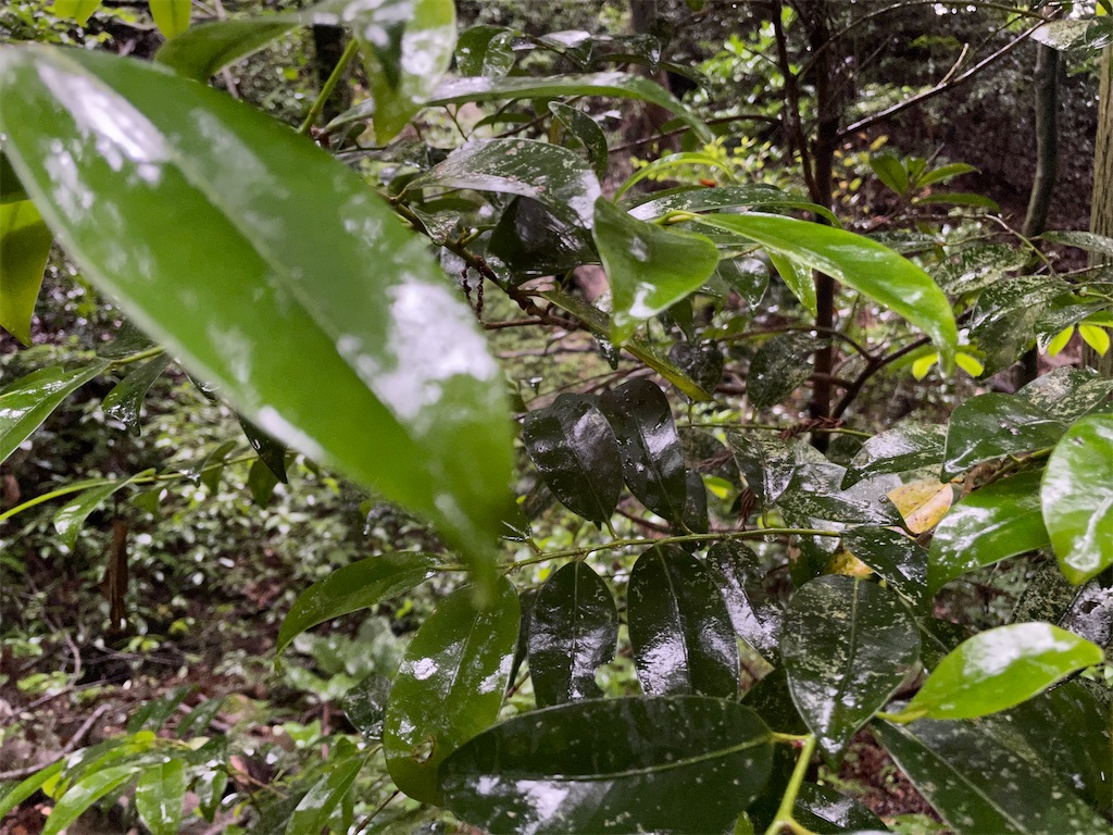 f:id:katchamans:20210613223630j:image