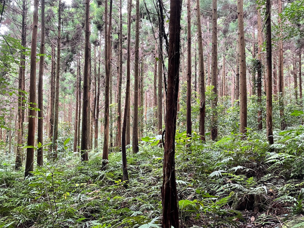 f:id:katchamans:20210722220842j:image