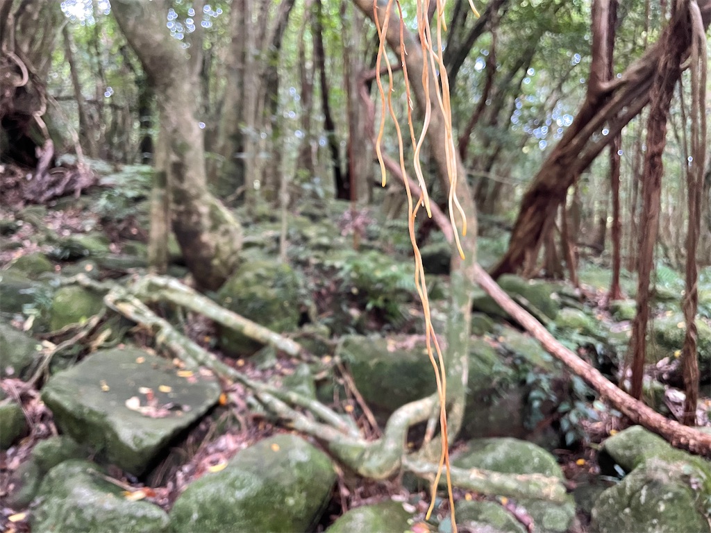 f:id:katchamans:20210722220855j:image