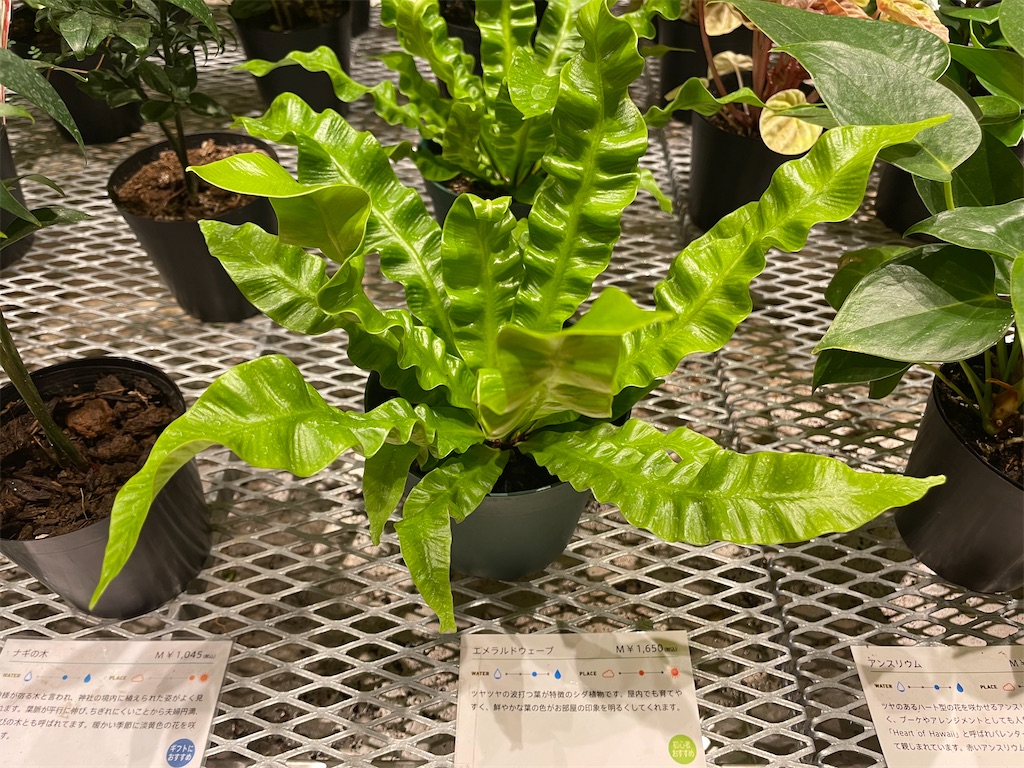 f:id:katchamans:20220121134456j:image