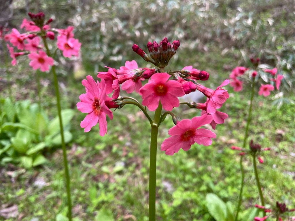 f:id:katchamans:20220710071206j:image