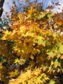 20111204094319