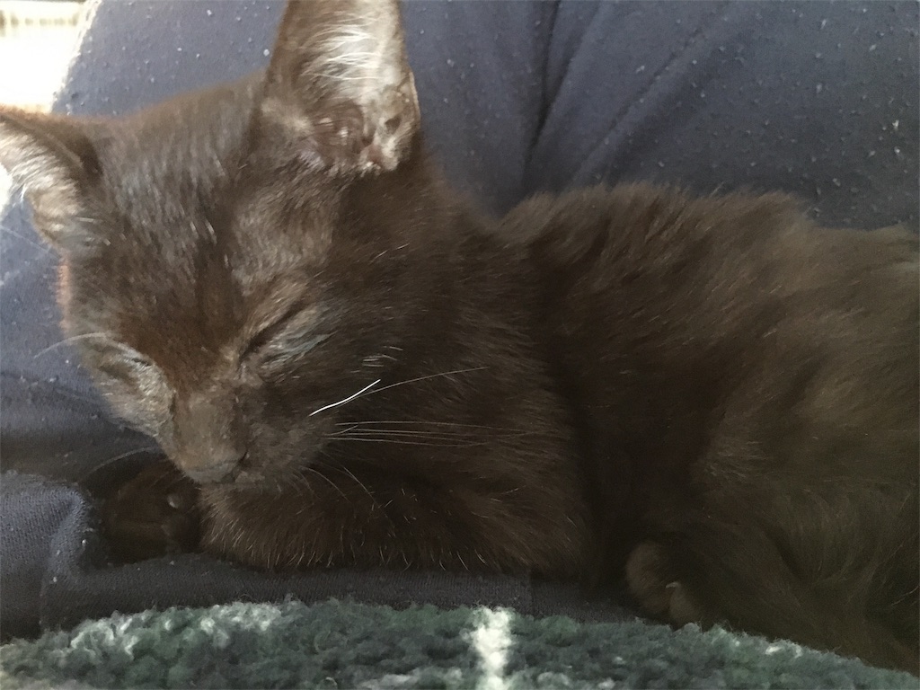 f:id:kate-yuumi510:20161130224715j:image