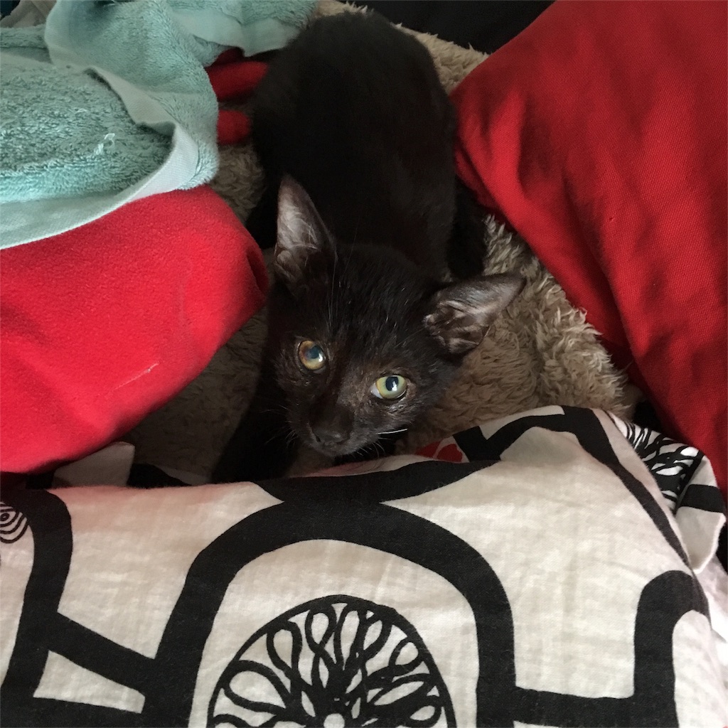 f:id:kate-yuumi510:20161205224228j:image