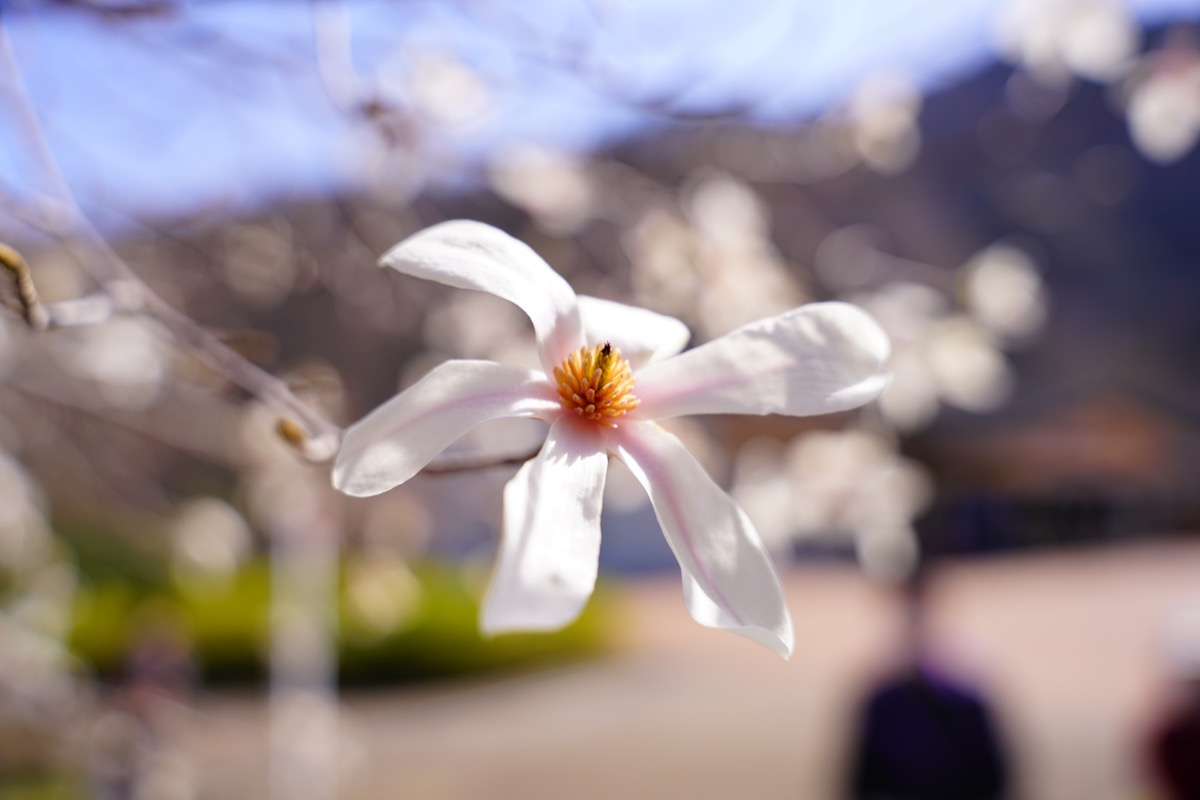 f:id:kate5656:20200321140018j:plain f:id:kate5656:20200321140018j:plain