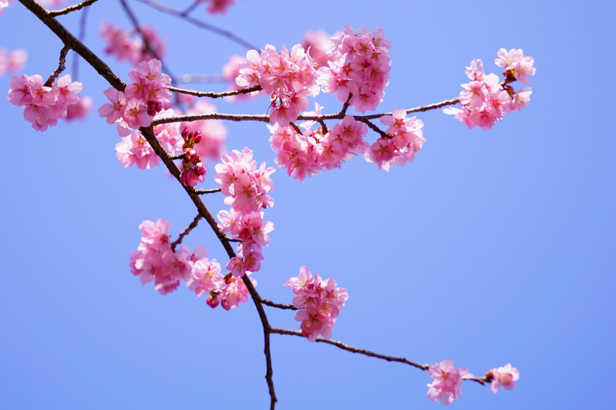 f:id:kate5656:20200321140058j:plain f:id:kate5656:20200321140058j:plain