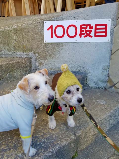 f:id:katekobe:20190111081538j:plain