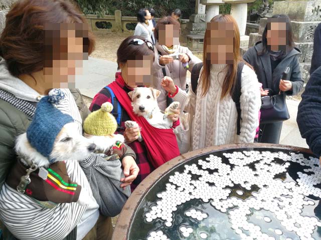 f:id:katekobe:20190111085855j:plain