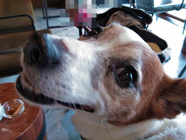 f:id:katekobe:20190210083335j:plain