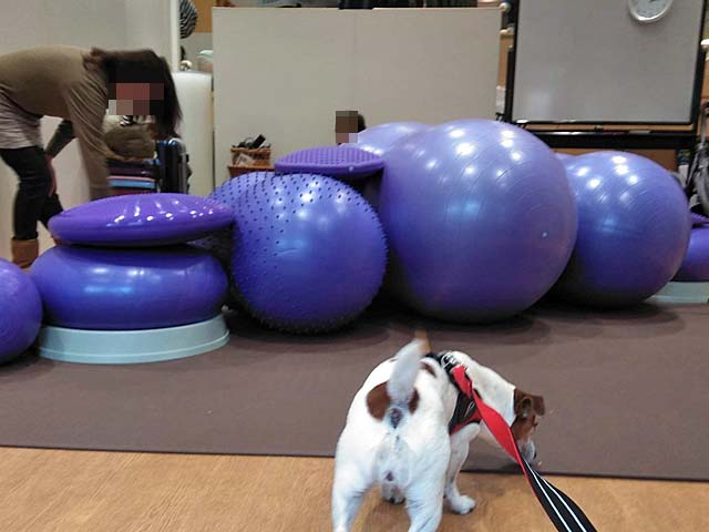 f:id:katekobe:20190220073628j:plain