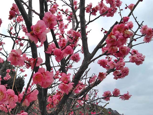 f:id:katekobe:20190222071249j:plain