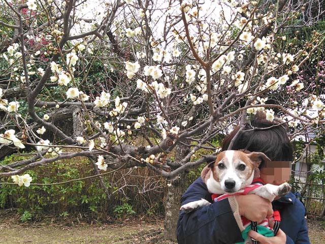 f:id:katekobe:20190222071645j:plain