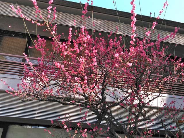 f:id:katekobe:20190228062549j:plain