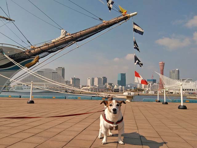 f:id:katekobe:20190304082827j:plain
