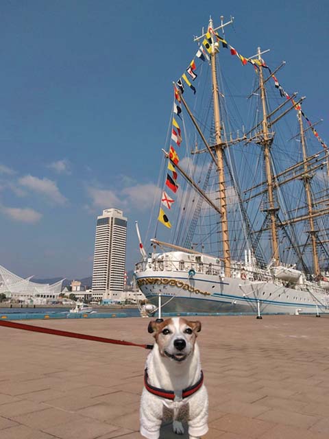 f:id:katekobe:20190304082950j:plain