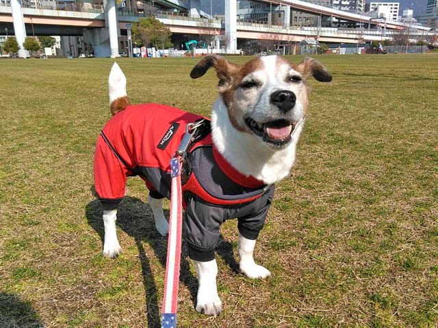 f:id:katekobe:20190313062147j:plain