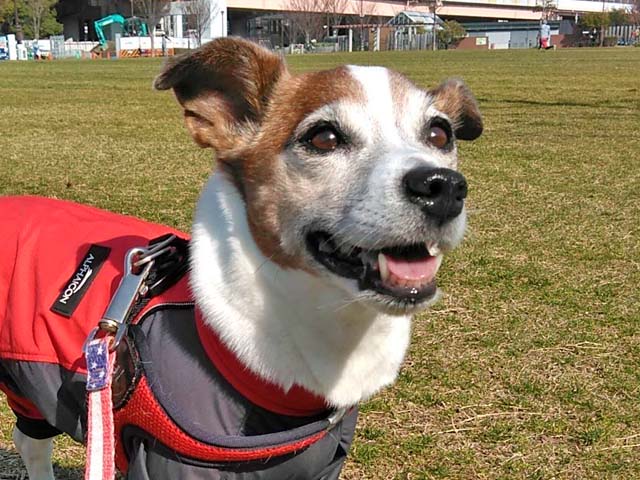 f:id:katekobe:20190313062225j:plain