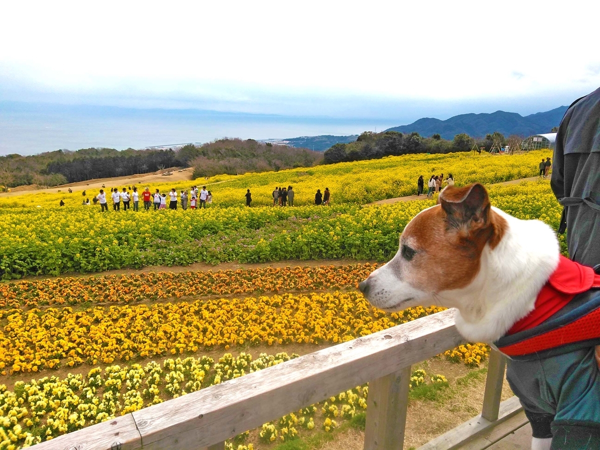 f:id:katekobe:20190321072714j:plain