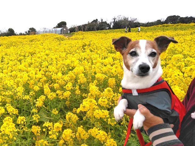 f:id:katekobe:20190321072824j:plain