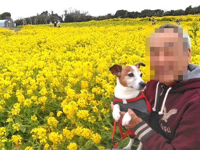 f:id:katekobe:20190321073137j:plain