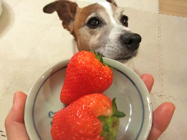 f:id:katekobe:20190321074420j:plain