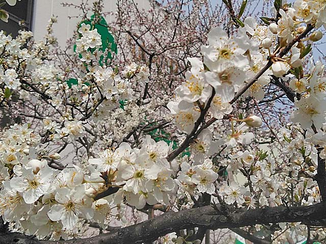 f:id:katekobe:20190327060049j:plain